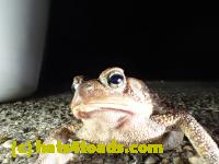 /home//u458753944/public_html/sourcegallery///////////////////////Roxborough Toad Detour/2013-2019/2017/P3250654.JPG